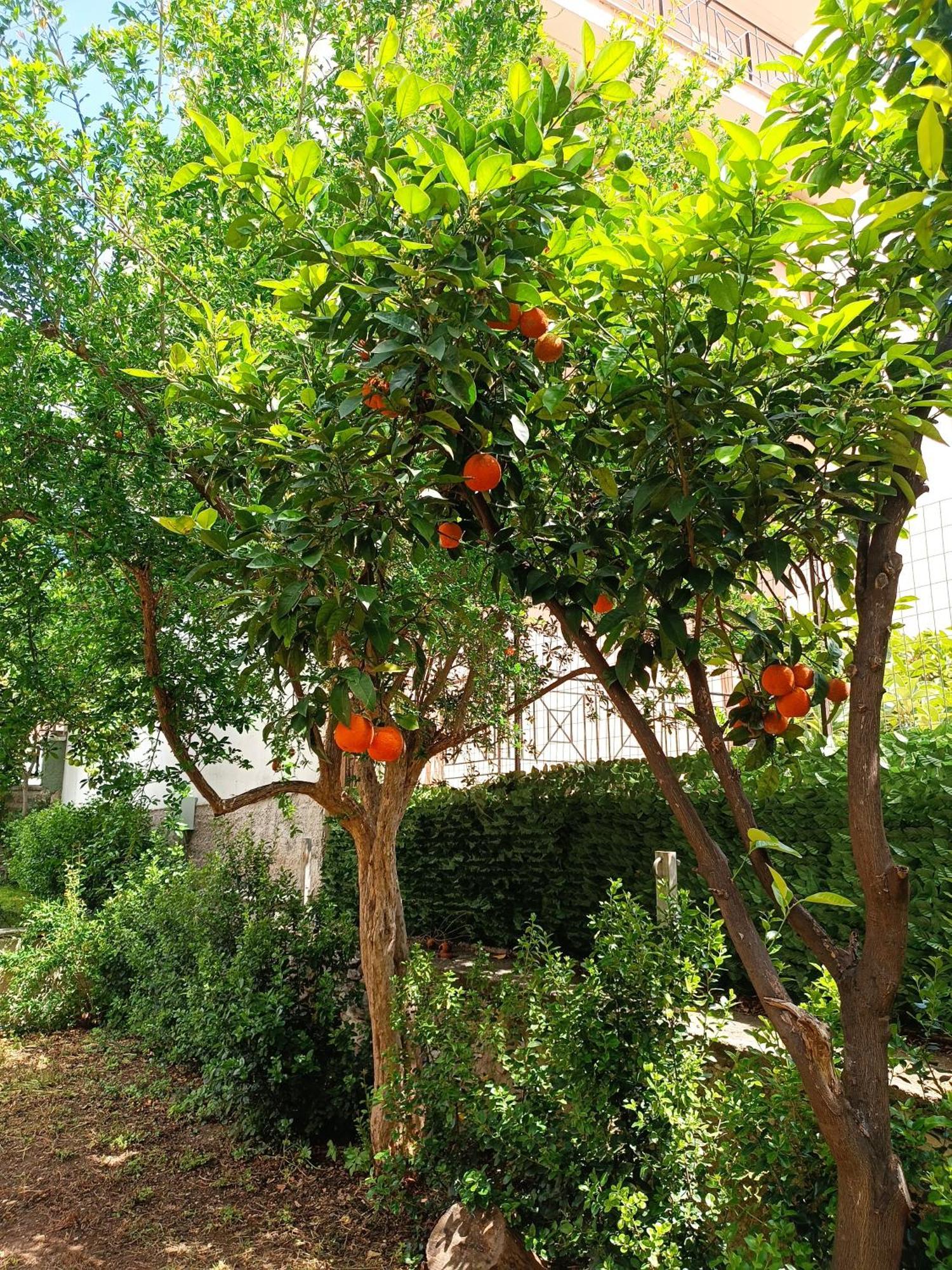 Betty'S Garden House Βίλα Νέα Αγχίαλος Εξωτερικό φωτογραφία