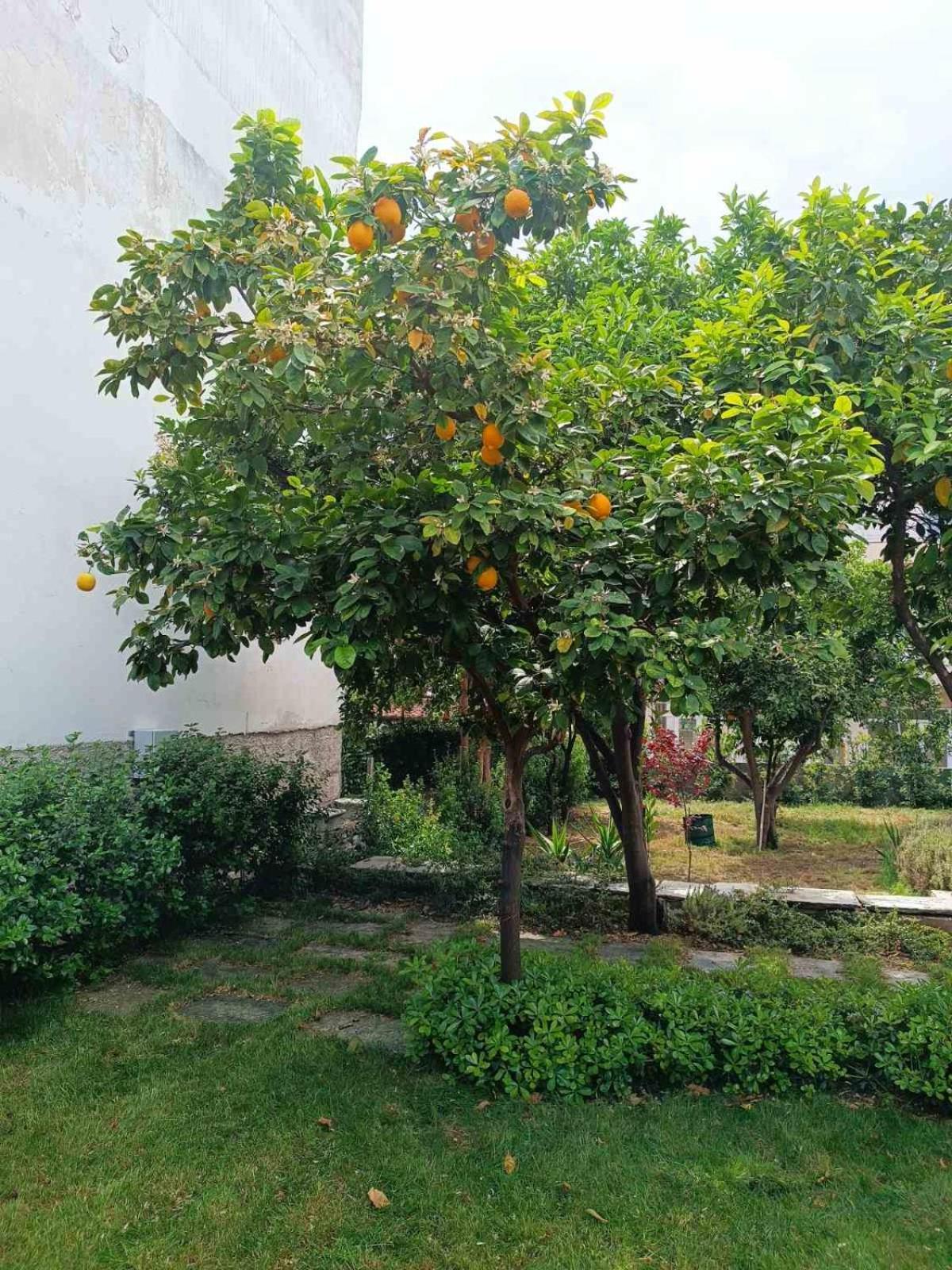Betty'S Garden House Βίλα Νέα Αγχίαλος Εξωτερικό φωτογραφία
