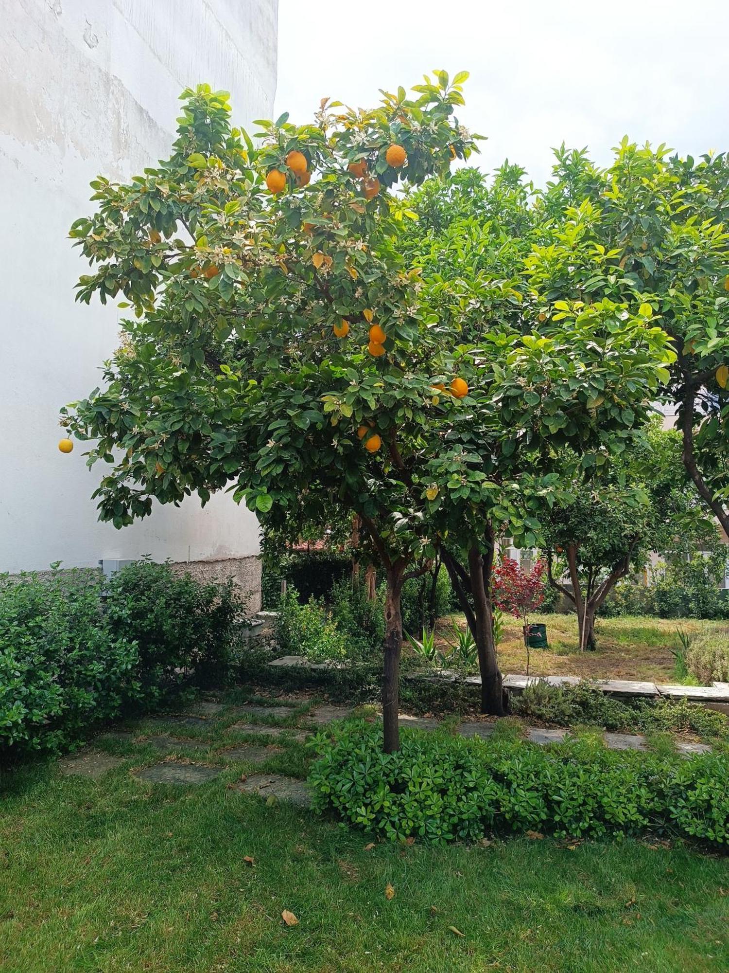 Betty'S Garden House Βίλα Νέα Αγχίαλος Δωμάτιο φωτογραφία